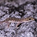 Hemidactylus bowringii - Photo (c) Kelvin Cheng, כל הזכויות שמורות, הועלה על ידי Kelvin Cheng