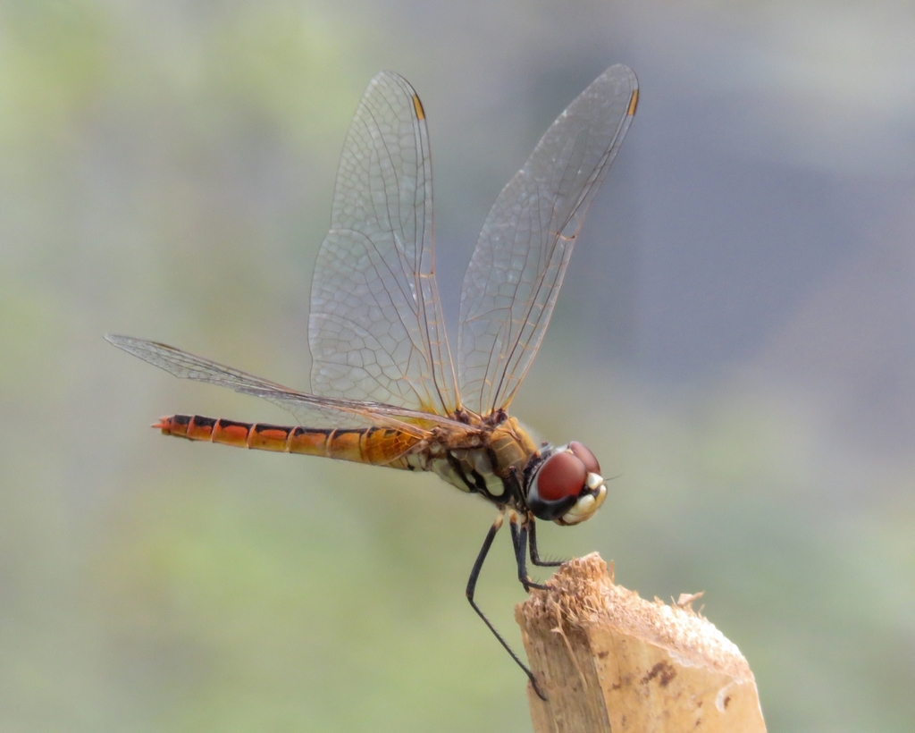 Wandering Pennant from Kodamthuruth, Kerala, India on July 06, 2022 at ...