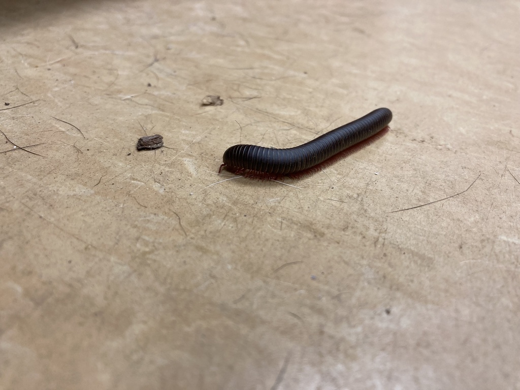 Millipedes From Junwin Ct, Tallahassee, Fl, Us On July 03, 2022 At 07: 