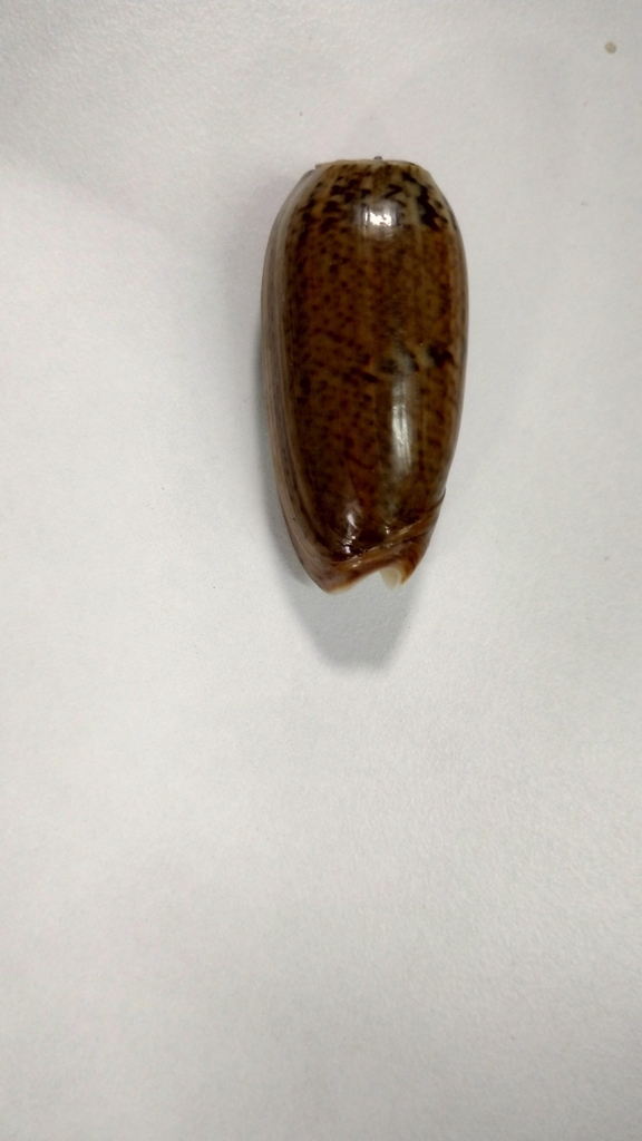 Black Olive from C8C9+33V, Pulicat, Tamil Nadu 601205, India on July 05