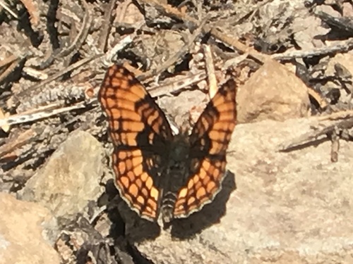 iNaturalist observation photo of Hoffmann's Checkerspot