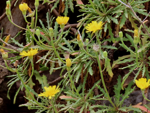 Tolpis succulenta (Aiton) Lowe