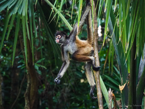 Central American Spider Monkey