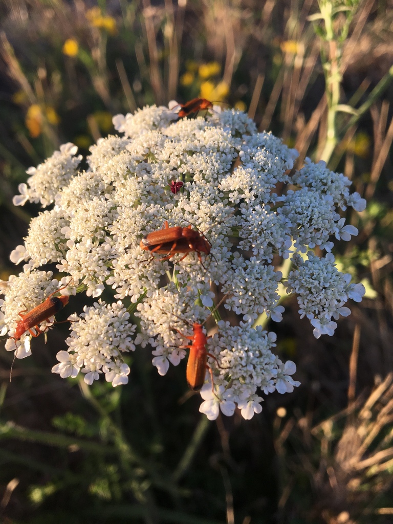 Common Red Soldier Beetle from Chief Sealth Trl, Seattle, WA, US on ...