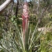 Bromelia irwinii - Photo (c) notlin, all rights reserved, uploaded by notlin