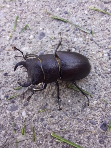 Cottonwood Stag Beetle