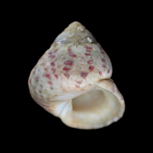 How to identify Phorcus mutabilis (R.A.Philippi, 1851)