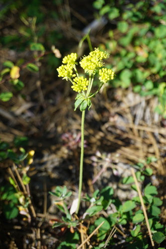 Eriogonum umbellatum var. humistratum