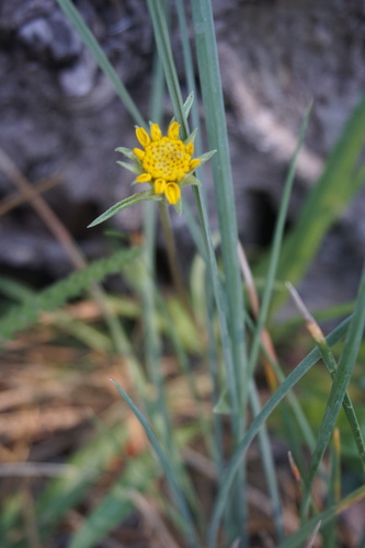 Helianthella californica ssp. shastensis