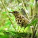 Scaly Thrush - Photo (c) Rejoice Gassah, all rights reserved