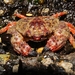 Garnet Crab - Photo (c) matias saa, all rights reserved, uploaded by matias saa