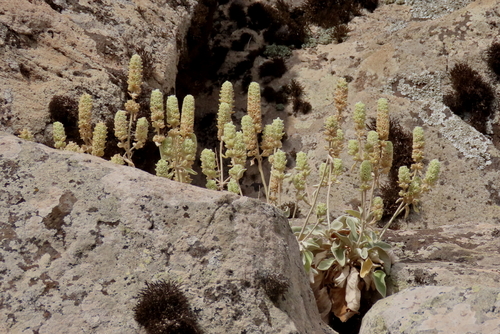Variety Sideritis candicans crassifolia · iNaturalist
