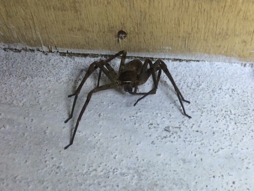 Pantropical Huntsman Spider