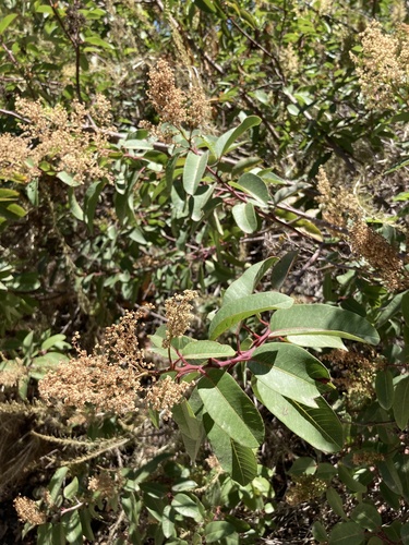 iNaturalist observation photo of laurel sumac