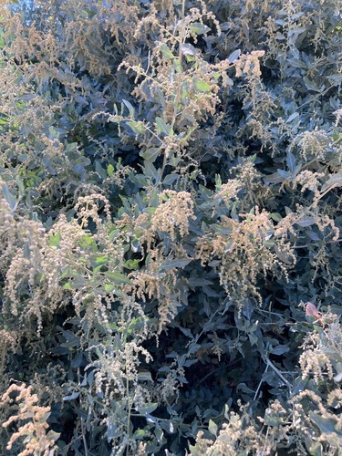 iNaturalist observation photo of big saltbush