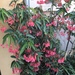 Begonia × albopicta - Photo (c) vidad747, todos los derechos reservados