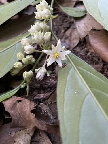 Solanum warmingii