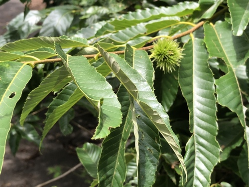 Japanese Chestnut