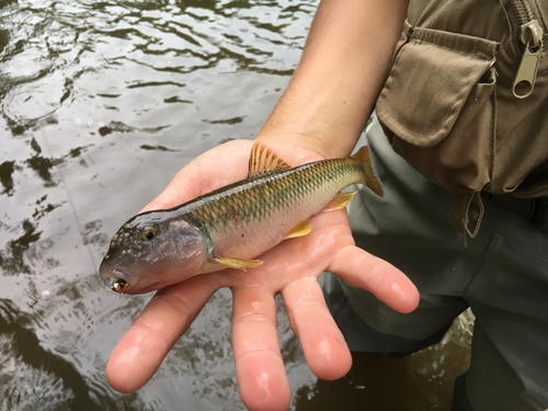River Chub