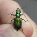 Laurentian Tiger Beetle - Photo (c) Owen Ridgen, all rights reserved, uploaded by Owen Ridgen