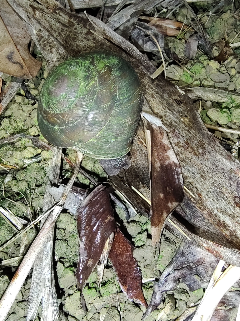 Puerto Rican Tree Snail from Canóvanas, PR on July 06, 2022 at 0809 PM