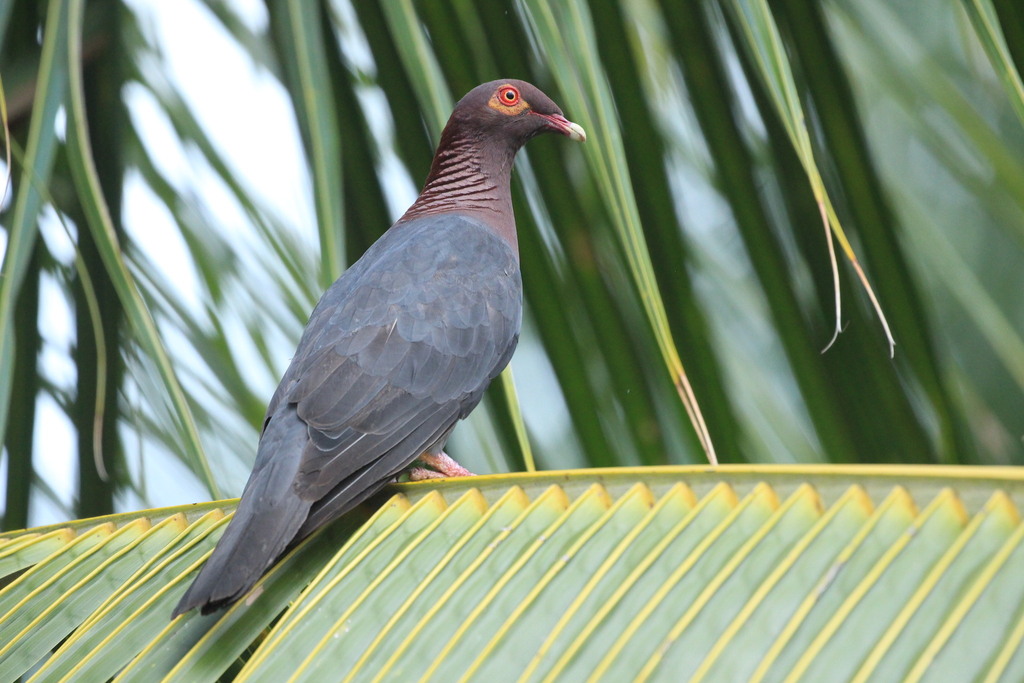 Scaly-naped Pigeon from Susúa Baja, Yauco, 00698, Puerto Rico on July ...