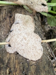 Slime-mold