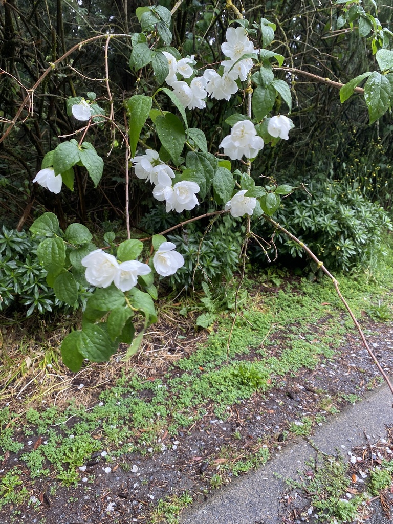 mock oranges from Nancy Greene Way, North Vancouver, BC, CA on July 05