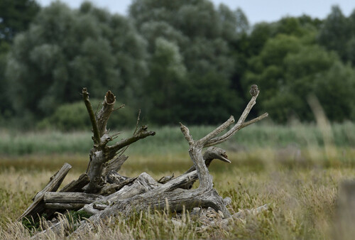 View observation of {o.common_name} on iNaturalist