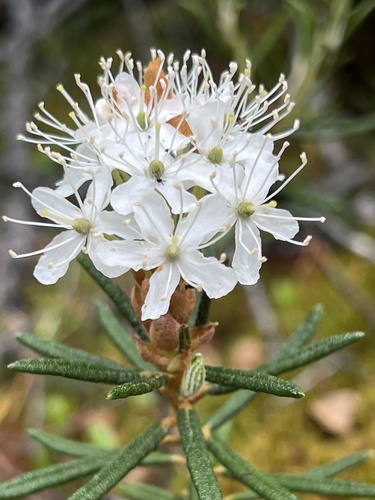 marsh Labrador tea