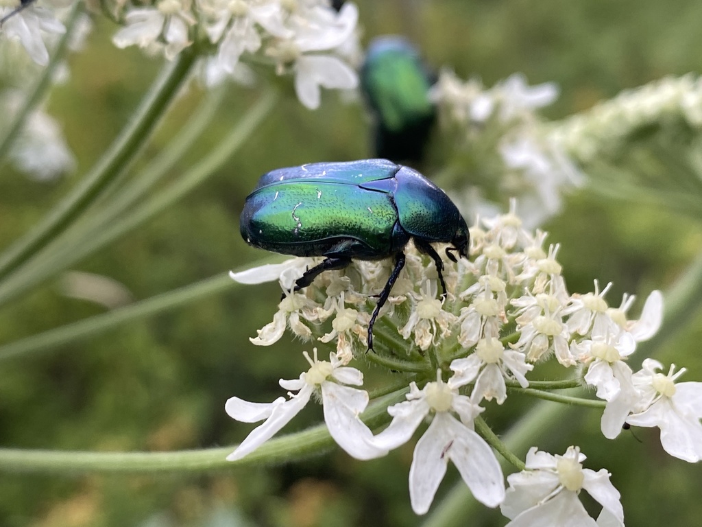 Rose Chafers from Sagsai, Altai Tavan Bogd, MNBO, MN on July 02, 2022