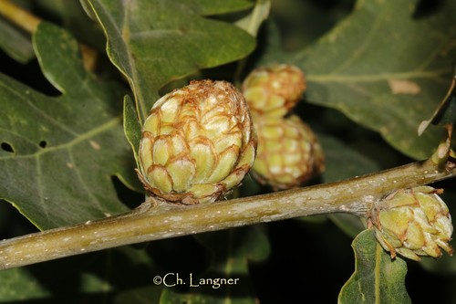 Oak Artichoke Gall Wasp
