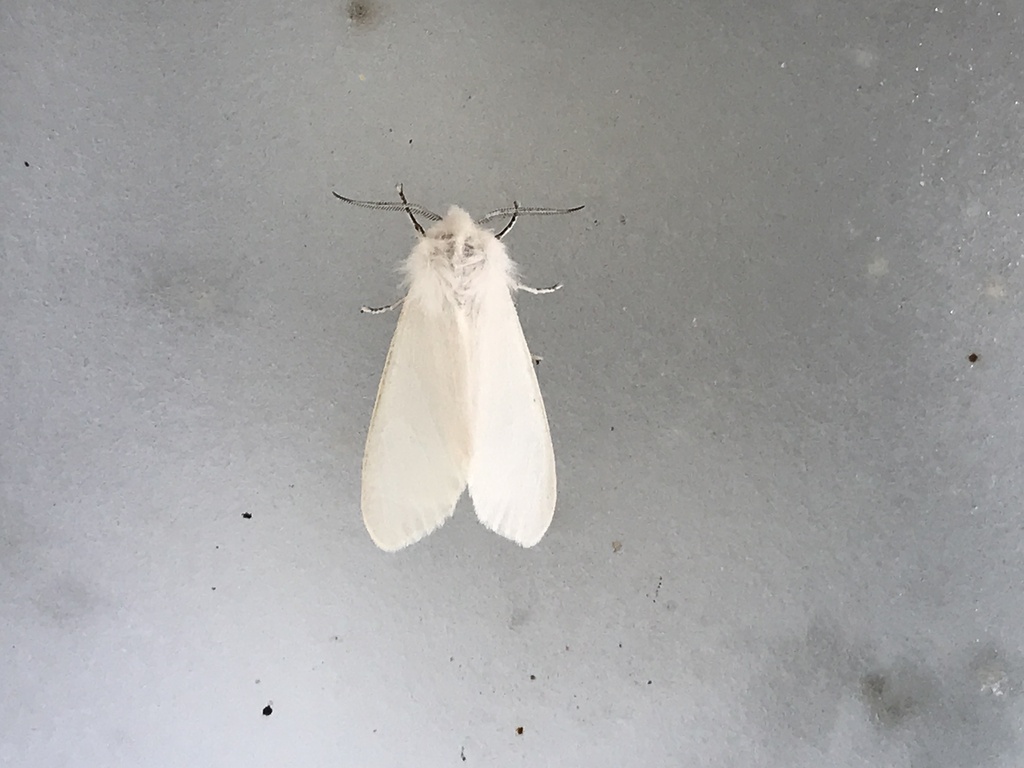 Fall Webworm Moth from Barre St, Montpelier, VT, US on July 7, 2022 at ...