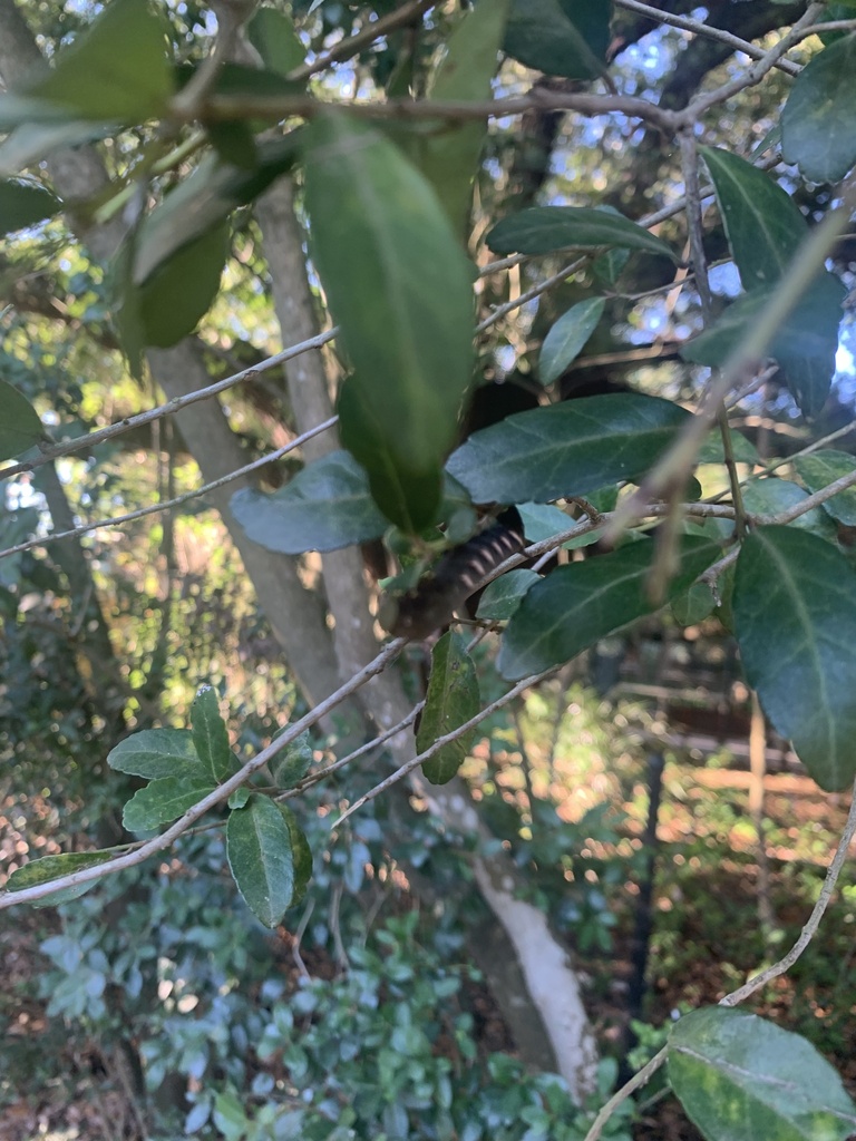 Pawpaw Sphinx from Houston Zoo, Houston, TX, US on July 07, 2022 at 07: ...