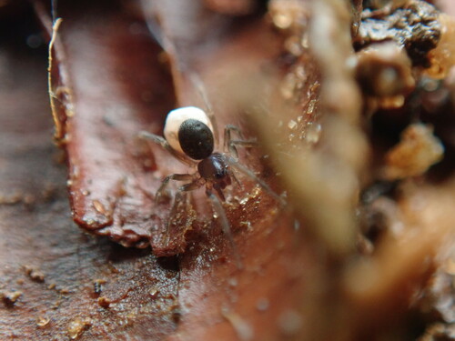 Pirate Wolf Spiders and Allies