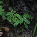 Phyllanthus liukiuensis - Photo (c) Bridelia, todos los derechos reservados, subido por Bridelia