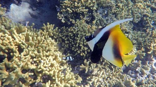 Masked Bannerfish