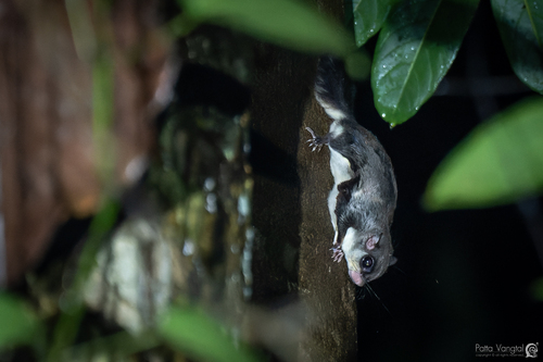Temminck's Flying Squirrel (Petinomys setosus) — Vulnerable Mammalia
