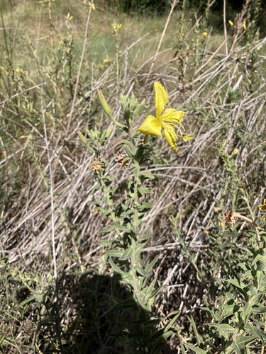 iNaturalist observation photo of tall evening primrose