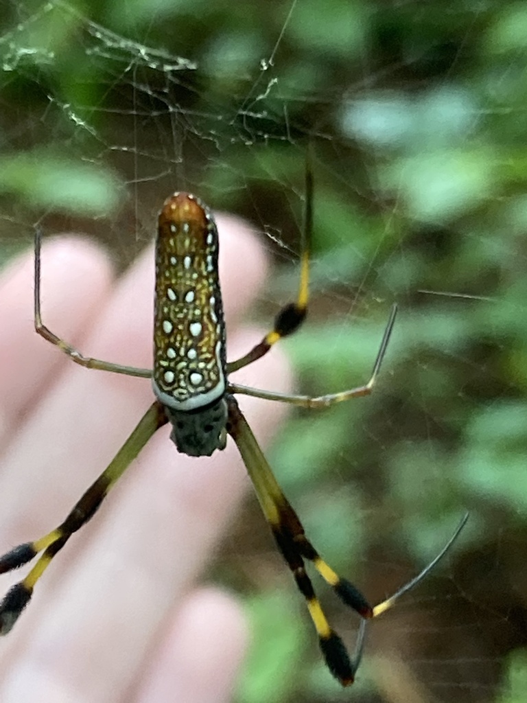 Golden Silk Spider from Otey Ln, Harleyville, SC, US on July 2, 2022 at