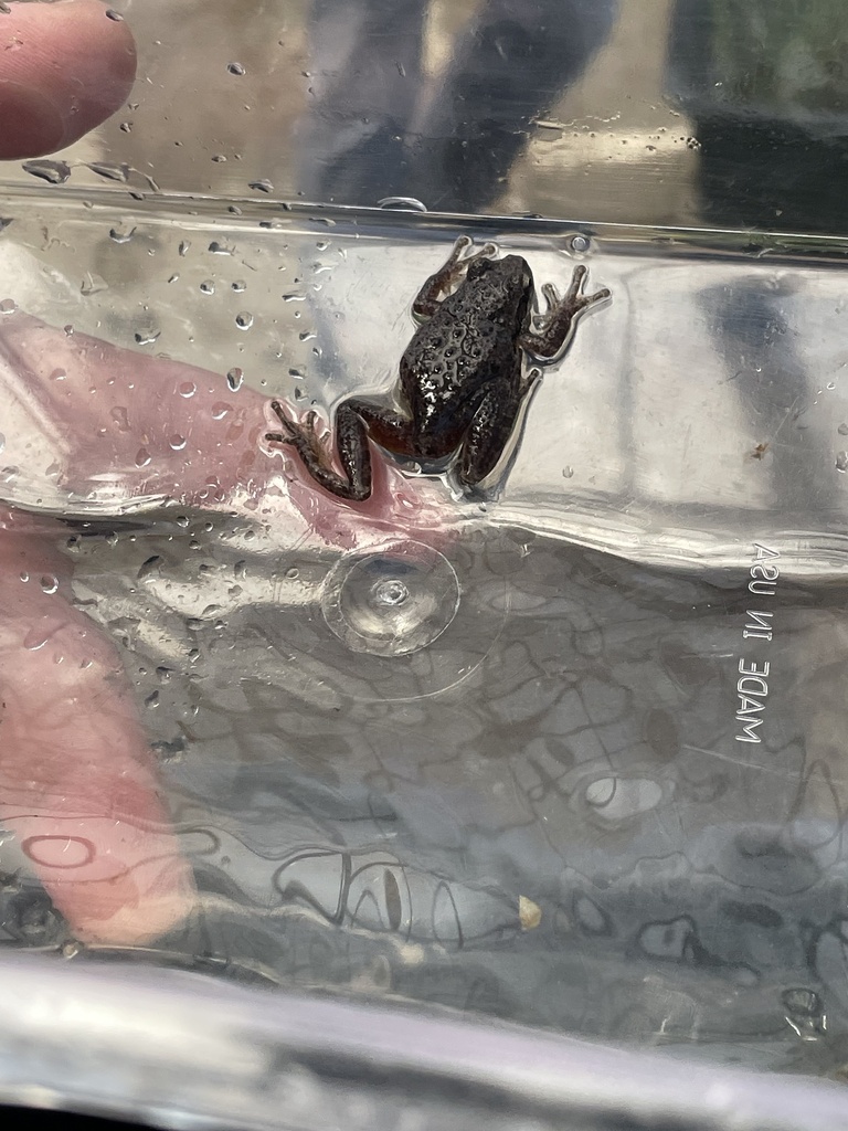 Pacific chorus frog from Aurora Ave N, Shoreline, WA, US on June 30 ...