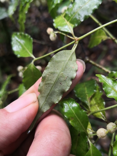 Psychotria andevorantensis