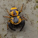 黃毛寬胸蠅虎 - Photo 由 Artur Tomaszek 所上傳的 (c) Artur Tomaszek，保留所有權利