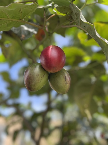 tamarillo