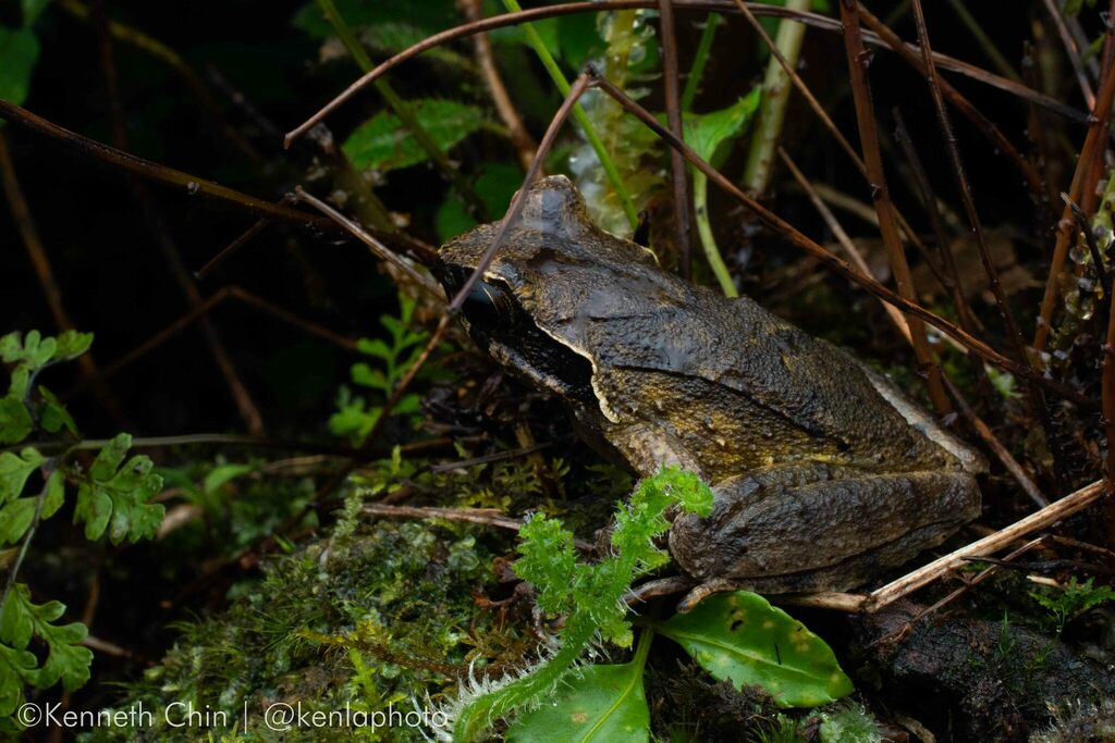 Boulenophrys from Hoang Lien Son, Tam Đường District, Lai Chau, Vietnam ...