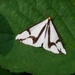 photo of Neighbor Moth (Haploa contigua)