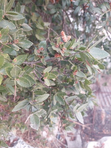 Širokolisna komorika (Phillyrea latifolia)