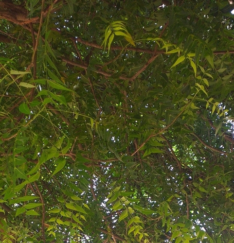 Neem