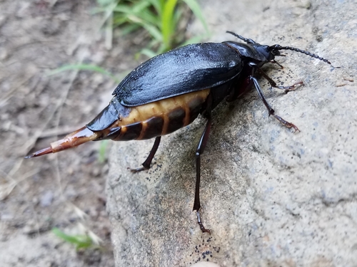 Broad-necked Root Borer