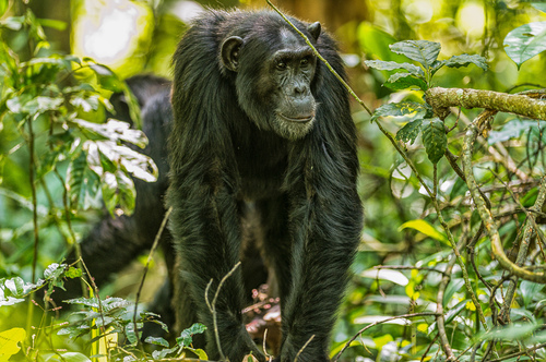 Chimpanzee